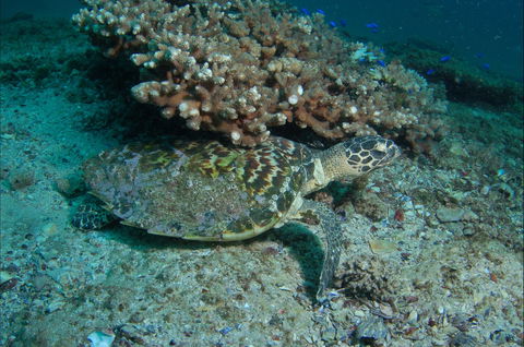 Round Bommie - Perths Hotel 0