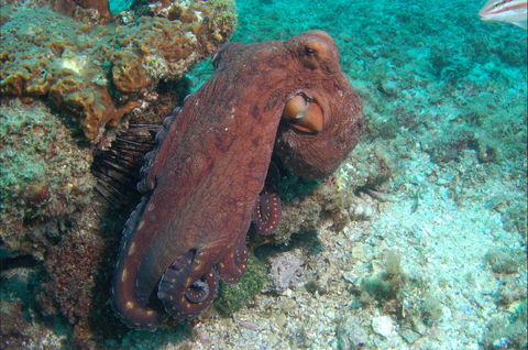 Round Bommie - Perths Hotel 1