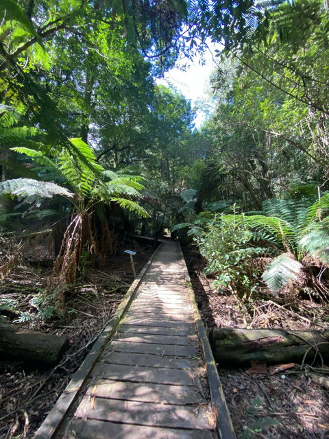 Wirrawilla Rainforest Walk - Perths Hotel 0