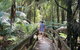 Wirrawilla Rainforest Walk - thumb 2