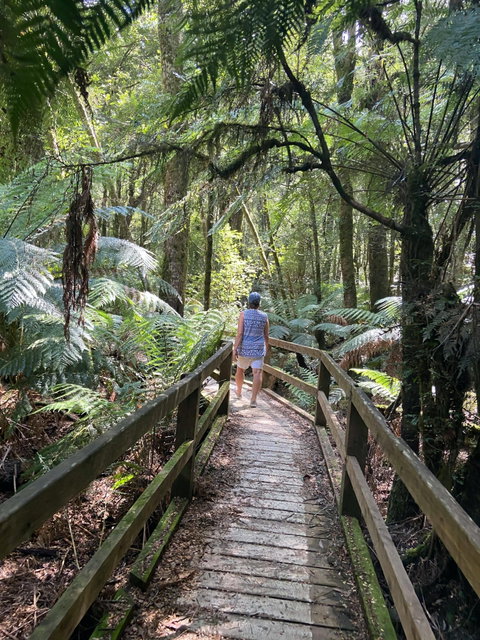 Wirrawilla Rainforest Walk - Perths Hotel 2