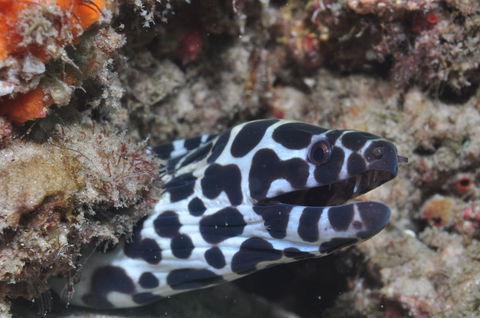 Curtin Artificial Reef Dive Site - Perths Hotel 2
