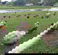 Gooseponds North Mackay - Perths Hotel
