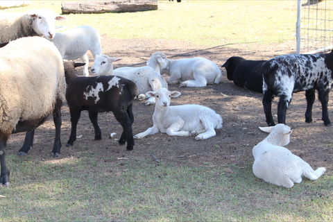 Haigslea EWE Nique Hobby Farm - Perths Hotel 1