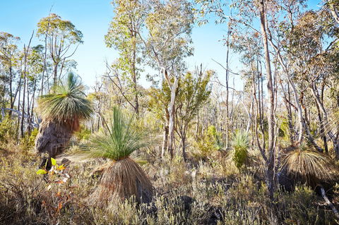 Mt Glenrowan Lookout Walk - Perths Hotel 2