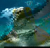 Reef HQ Aquarium - Perths Hotel