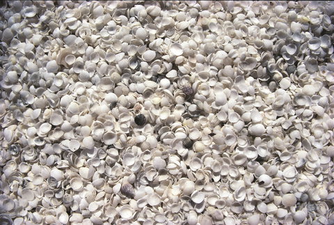 Shell Beach - Perths Hotel 0