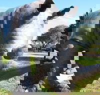 Tailem Bend Rhino Park and Dickson Reserve - Perths Hotel