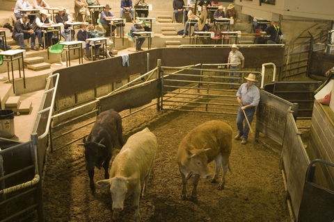 Wagga Wagga Livestock Marketing Centre - Perths Hotel 0