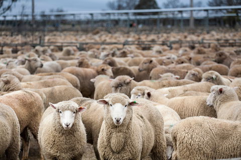 Wagga Wagga Livestock Marketing Centre - Perths Hotel 1