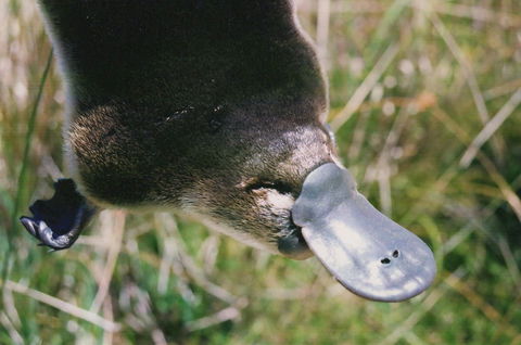 Warrawong Wildlife Sanctuary - Perths Hotel 0