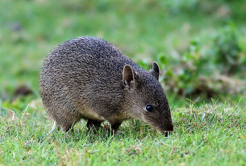 Warrawong Wildlife Sanctuary - Perths Hotel 1