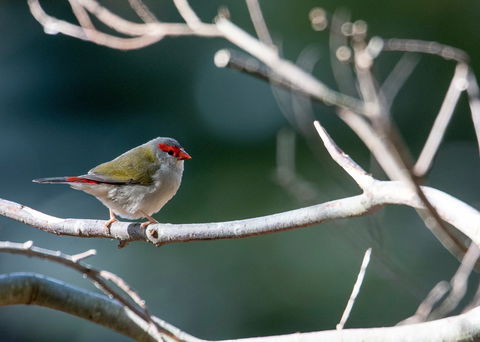 Warrawong Wildlife Sanctuary - Perths Hotel 2