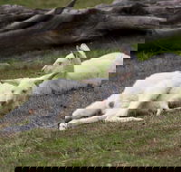 Yarra Valley Nocturnal Zoo - Perths Hotel