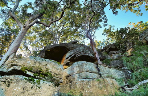 Burrawang Reach Picnic Area - Perths Hotel 0