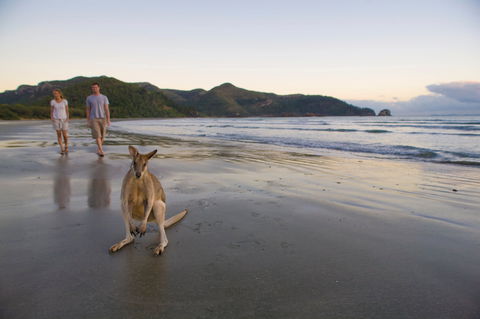 Cape Hillsborough National Park - Perths Hotel 0