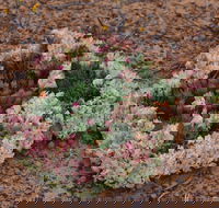 Coorow Wreath Flowers - Perths Hotel