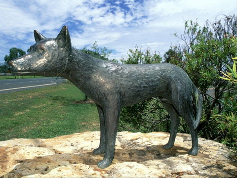 Dingo Statue - Perths Hotel 0