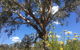 Euroa Arboretum - thumb 0