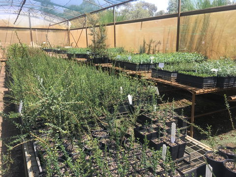 Euroa Arboretum - Perths Hotel 1