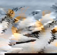 Gannets in Portland - Perths Hotel
