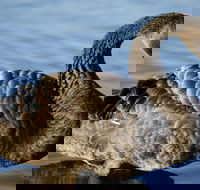 Lake Monger - Perths Hotel