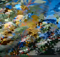 Norseman - Perths Hotel