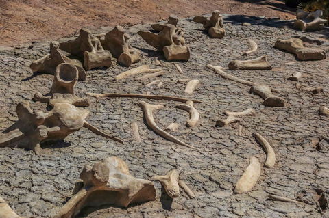 Australian Age Of Dinosaurs - Perths Hotel 2