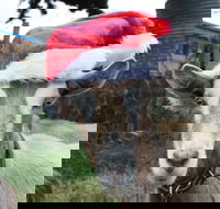 Bream Creek Farmers Market - Perths Hotel