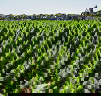 Christmas Tree Farm - Perths Hotel