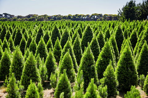 Christmas Tree Farm - Perths Hotel 0