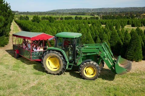 Christmas Tree Farm - Perths Hotel 1