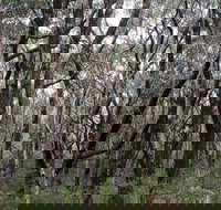 Lookout Hill  Circuit Walk - Perths Hotel