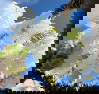 Tasmania Birchs Bay Cherries - Perths Hotel