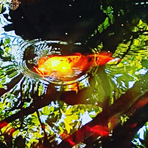 The Fernery At Diamond Waters - Perths Hotel 2