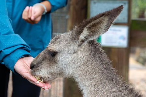 Private Blue Mountains Escape The Crowds Tour - Perths Hotel 9