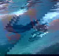 Small-Group Underwater Scooter Experience in Clovelly - Perths Hotel