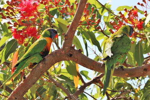 Half Day Manly Beach And More - Perths Hotel 10