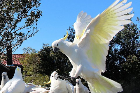 Half Day Manly Beach And More - Perths Hotel 1