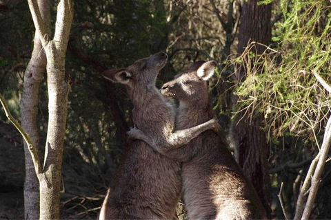 Kangaroo Encounter & Aboriginal Rock Arts Half-Day Trip From Sydney - Perths Hotel 9