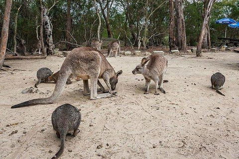 Kangaroo Encounter & Aboriginal Rock Arts Half-Day Trip From Sydney - Perths Hotel 6