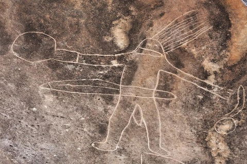 Kangaroo Encounter & Aboriginal Rock Arts Half-Day Trip From Sydney - Perths Hotel 4