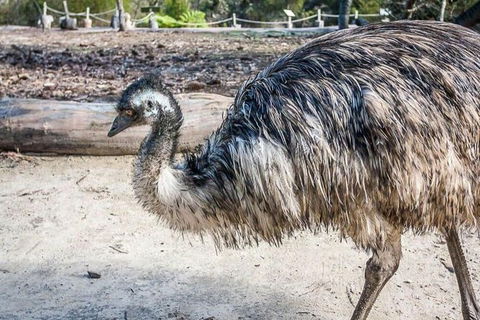 Kangaroo Encounter & Aboriginal Rock Arts Half-Day Trip From Sydney - Perths Hotel 2