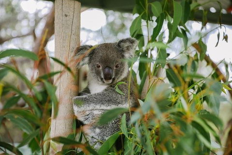 Kangaroo Encounter & Aboriginal Rock Arts Half-Day Trip From Sydney - Perths Hotel 0