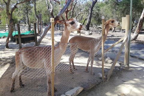 Kangaroo Encounter & Aboriginal Rock Arts Half-Day Trip From Sydney - Perths Hotel 5