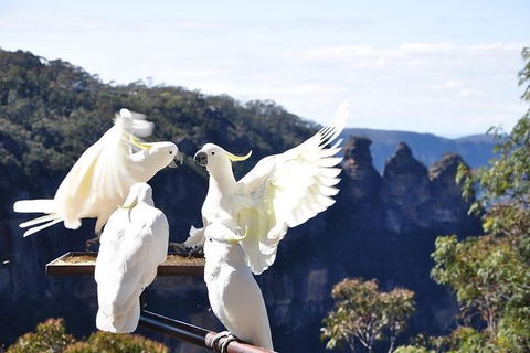 All-Inclusive Blue Mountains Tour In A Luxury Mercedes Sprinter - Perths Hotel 1