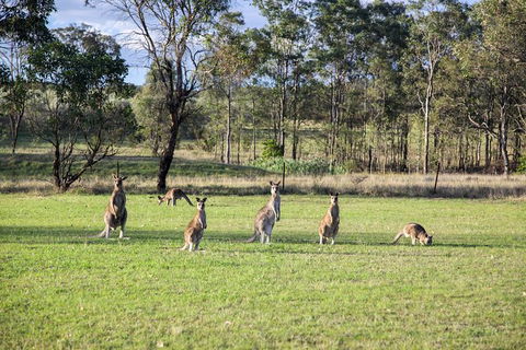 Private Full-Day Wine Tour In Hunter Valley - Perths Hotel 2