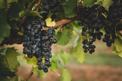 Hideaway Private Tours Hunter Valley - Perths Hotel 9