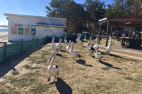 Port Stephens Private Bus Tour From Sydney, Option Of Dolphin Or Whale Cruises - Perths Hotel 5