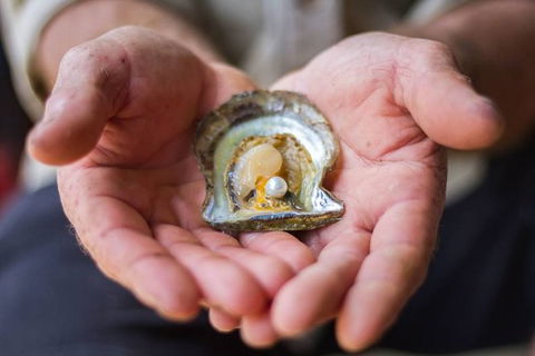 Australian Pearl Experience & Kangaroo Encounter Day Trip From Sydney - Perths Hotel 3